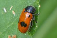 Clytra laeviuscula