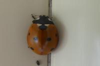 Coccinella septempunctata
