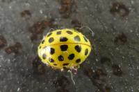 Psyllobora vigintiduopunctata