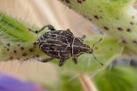 Mogulones geographicus