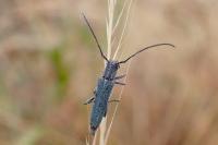 Opsilia coerulescens
