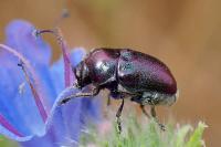 Cryptocephalus