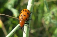 Crioceris duodecimpunctata