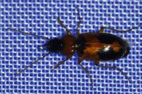 Badister bullatus