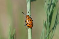 Crioceris duodecimpunctata