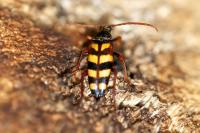 Leptura aurulenta