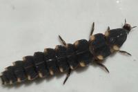 Lampyris noctiluca