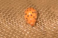 Subcoccinella vigintiquatuorpunctata