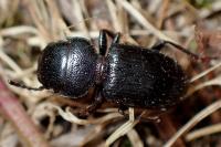 Dixus clypeatus