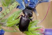 Dixus clypeatus