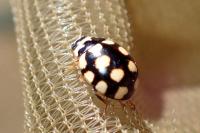 Coccinula quatuordecimpustulata