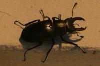 Lucanus cervus