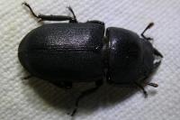 Dorcus parallelipipedus