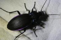 Carabus violaceus