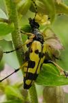 Rutpela maculata