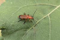 Rhagonycha fulva