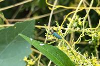 Anogcodes seladonius