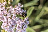 Cryptocephalus vittatus