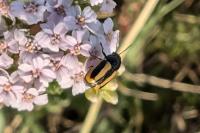 Cryptocephalus vittatus