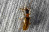 Demetrias atricapillus