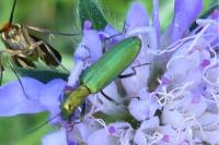 Chrysanthia viridissima