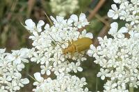 Cteniopus sulphureus