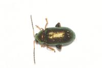 Crepidodera plutus