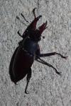 Lucanus cervus