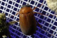 Serica brunnea