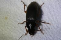 Pseudoophonus rufipes