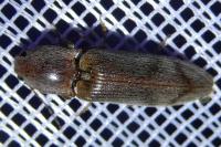 Stenagostus rhombeus
