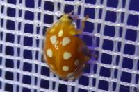 Halyzia sedecimguttata