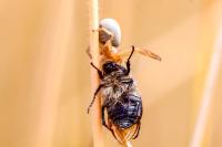 Amphimallon atrum