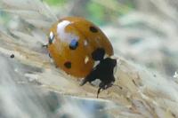 Coccinella septempunctata
