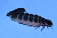 Lampyris noctiluca