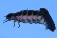 Lampyris noctiluca
