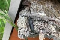 Cerambyx cerdo