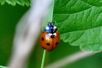 Coccinella septempunctata