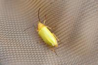 Cteniopus sulphureus