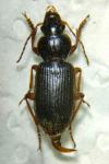 Scybalicus oblongiusculus
