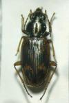 Bembidion dentellum
