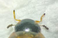 Enochrus melanocephalus