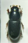 Nialus varians