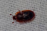 Amphotis marginata