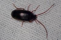 Hymenalia rufipes