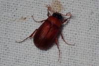 Serica brunnea