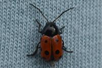 Cryptocephalus primarius