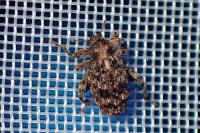 Orchestes pilosus