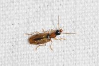 Demetrias atricapillus