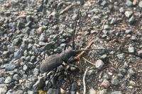 Morimus asper